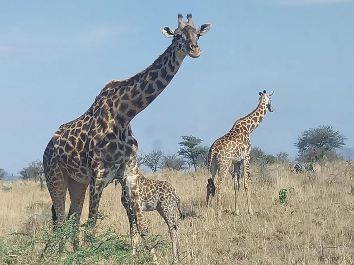 Serengeti Kamwene Mnyalukolo Tented Camp Nyabogati Eksteriør bilde